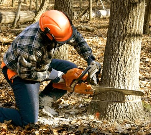Tree Removal in Kiowa, KS
